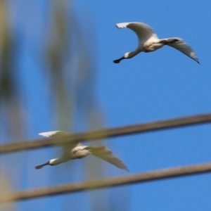 Platalea regia at Killara, VIC - 25 Apr 2023