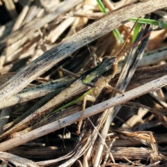 Caledia captiva (grasshopper) at Killara, VIC - 25 Apr 2023 by KylieWaldon