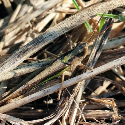 Caledia captiva (grasshopper) at Wodonga Regional Park - 25 Apr 2023 by KylieWaldon