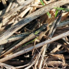 Caledia captiva (grasshopper) at Wodonga Regional Park - 25 Apr 2023 by KylieWaldon
