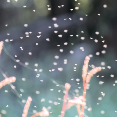 Aphididae (family) at Wodonga - 25 Apr 2023 by KylieWaldon