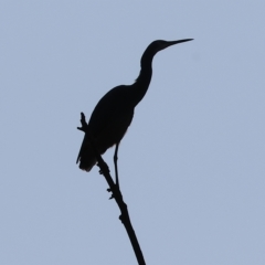 Egretta novaehollandiae (White-faced Heron) at Bandiana, VIC - 25 Apr 2023 by KylieWaldon