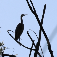 Egretta novaehollandiae at Bandiana, VIC - 25 Apr 2023