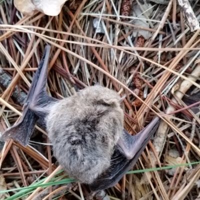 Vespadelus vulturnus (Little Forest Bat) at Dickson, ACT - 19 Apr 2023 by NadiaHJ