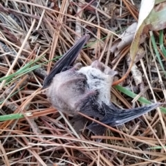 Vespadelus vulturnus at Dickson, ACT - 19 Apr 2023