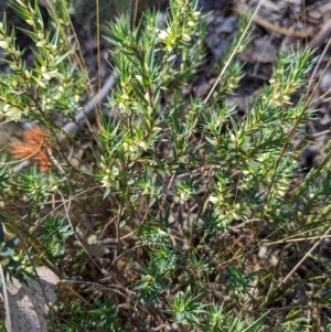 Melichrus urceolatus at Molonglo Valley, ACT - 24 Apr 2023 12:19 PM