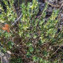 Melichrus urceolatus (Urn Heath) at Black Mountain - 24 Apr 2023 by stofbrew