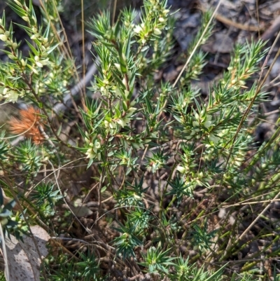 Melichrus urceolatus (Urn Heath) at Black Mountain - 24 Apr 2023 by stofbrew