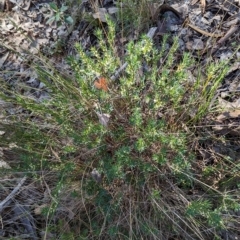 Melichrus urceolatus at Molonglo Valley, ACT - 24 Apr 2023