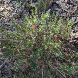 Melichrus urceolatus at Molonglo Valley, ACT - 24 Apr 2023