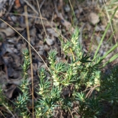 Melichrus urceolatus at Molonglo Valley, ACT - 24 Apr 2023