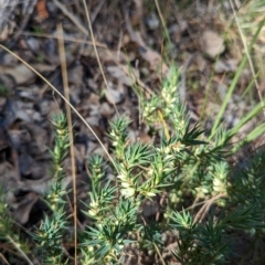 Melichrus urceolatus at Molonglo Valley, ACT - 24 Apr 2023