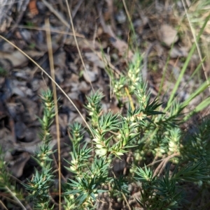 Melichrus urceolatus at Molonglo Valley, ACT - 24 Apr 2023