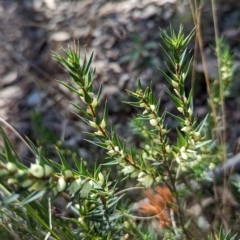 Melichrus urceolatus at Molonglo Valley, ACT - 24 Apr 2023