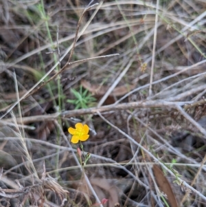 Hypericum gramineum at Molonglo Valley, ACT - 24 Apr 2023