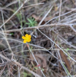 Hypericum gramineum at Molonglo Valley, ACT - 24 Apr 2023