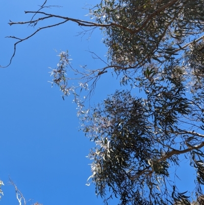 Rhipidura albiscapa (Grey Fantail) at Black Mountain - 24 Apr 2023 by stofbrew