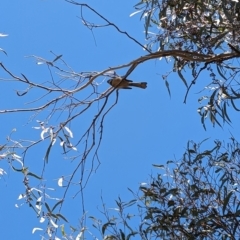 Rhipidura albiscapa at Acton, ACT - 24 Apr 2023