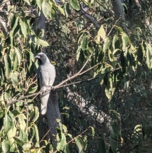 Coracina novaehollandiae at Phillip, ACT - 21 Apr 2023