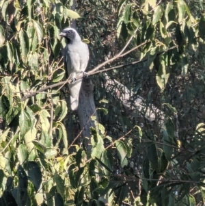 Coracina novaehollandiae at Phillip, ACT - 21 Apr 2023