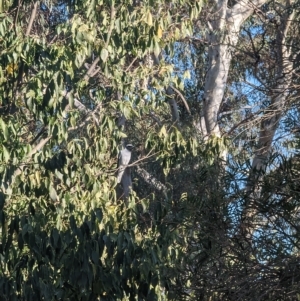 Coracina novaehollandiae at Phillip, ACT - 21 Apr 2023