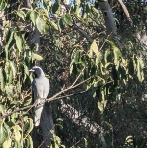 Coracina novaehollandiae at Phillip, ACT - 21 Apr 2023