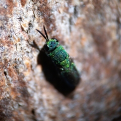 Primeuchroeus sp. (genus) (Cuckoo Wasp) at Higgins Woodland - 25 Apr 2023 by Untidy