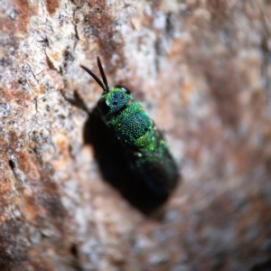 Primeuchroeus sp. (genus) at Higgins Woodland - 25 Apr 2023 12:12 PM