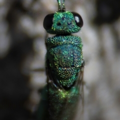 Primeuchroeus sp. (genus) at Higgins Woodland - 25 Apr 2023