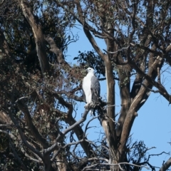 Haliaeetus leucogaster (White-bellied Sea-Eagle) at QPRC LGA - 25 Apr 2023 by jb2602