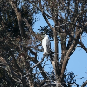 Haliaeetus leucogaster at Yarrow, NSW - 25 Apr 2023 01:05 PM