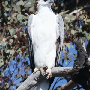 Haliaeetus leucogaster at Yarrow, NSW - 25 Apr 2023 01:05 PM