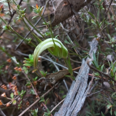 Diplodium ampliatum (Large Autumn Greenhood) at Black Mountain - 20 Apr 2023 by mlech