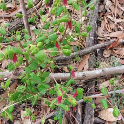 Correa reflexa (Common Correa, Native Fuchsia) at Joadja, NSW - 23 Apr 2023 by @Joadja