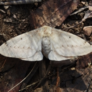 Chenuala heliaspis at Cotter River, ACT - 26 Apr 2023