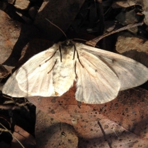 Chenuala heliaspis at Cotter River, ACT - 26 Apr 2023