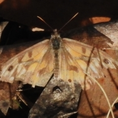 Geitoneura klugii (Marbled Xenica) at Cotter River, ACT - 26 Apr 2023 by JohnBundock