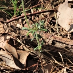 Euchiton sphaericus (star cudweed) at Higgins, ACT - 26 Apr 2023 by AndyRoo