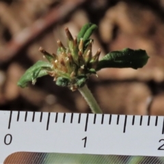 Euchiton sphaericus at Higgins, ACT - 26 Apr 2023 02:41 PM