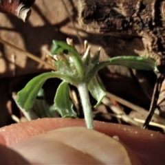 Euchiton sphaericus at Higgins, ACT - 26 Apr 2023 02:41 PM