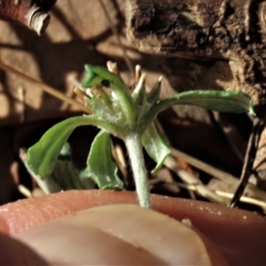 Euchiton sphaericus at Higgins, ACT - 26 Apr 2023 02:41 PM