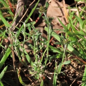 Euchiton sphaericus at Higgins, ACT - 26 Apr 2023