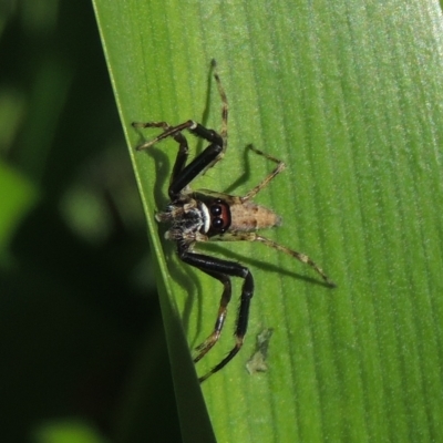 Helpis minitabunda (Threatening jumping spider) at Conder, ACT - 6 Nov 2022 by MichaelBedingfield