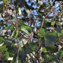 Eucalyptus blakelyi (Blakely's Red Gum) at Higgins, ACT - 26 Apr 2023 by AndyRoo