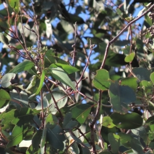 Eucalyptus blakelyi at Higgins, ACT - 26 Apr 2023 03:15 PM