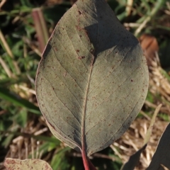 Eucalyptus blakelyi at Higgins, ACT - 26 Apr 2023 03:15 PM