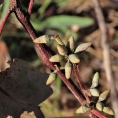 Eucalyptus blakelyi at Higgins, ACT - 26 Apr 2023 03:15 PM