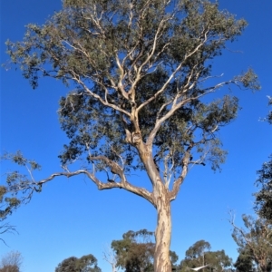 Eucalyptus blakelyi at Higgins, ACT - 26 Apr 2023 03:15 PM