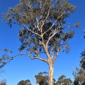 Eucalyptus blakelyi at Higgins, ACT - 26 Apr 2023