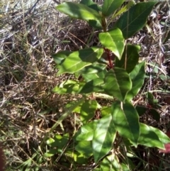 Viburnum tinus (Laurustinus) at Red Hill, ACT - 27 Apr 2023 by MichaelMulvaney